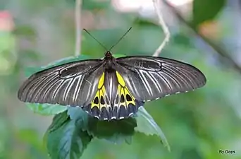 Dorsal view