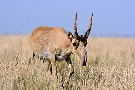 Saiga antelope