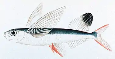 illustration of a typical flying fish body plan