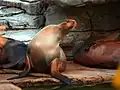 Sea lions at exhibit