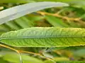 Leaf (Salix chrysocoma)