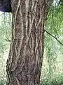 Trunk (Salix chrysocoma)