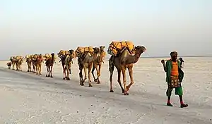 Salt transport by a camel train