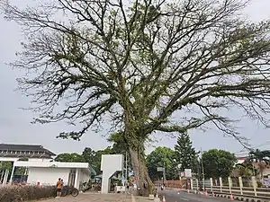 Tree at roadside in Sukabumi, West Java