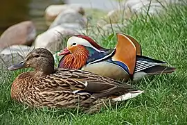 A male mandarin and a female mallard in Stara Iwiczna, Poland