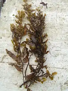 samô (Sargassum)