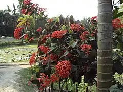 Ixora coccinea