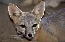 Kit fox (Vulpes macrotis)