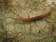 A slim salamander with translucent skin rests underwater