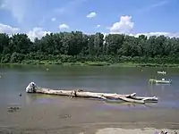 Sandbank near Csongrád (Tisza river)