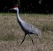 Sandhill crane at Hillsborough River State Park