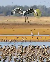 Sandhill crane in flight at the Sacramento National Wildlife Refuge