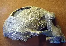 Upper part of a petrified skull including some teeth.