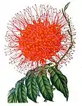 Asoka (Sorrowless Tree) -- Saraca indica