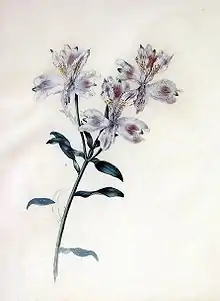 Alstroemeria sp.