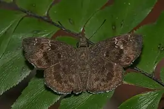 Dorsal view