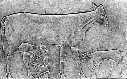 Sarcophagus of queen Khouit showing a tear falling from a cow's eye