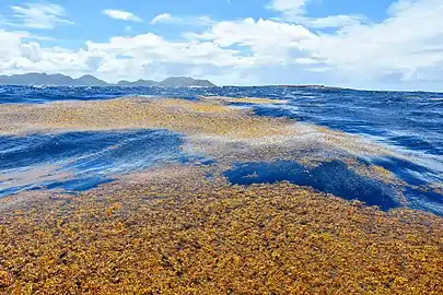 Sargassum off Tintamarre Island in the Saint-Martin national nature reserve