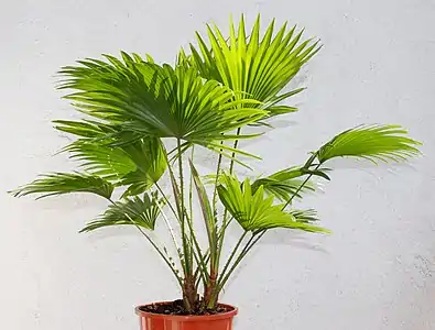 Saribus rotundifolius in a pot