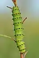 Caterpillar (top view)