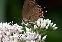 Satyrium mera