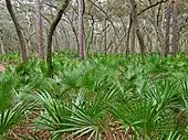 Serenoa repens