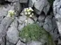 Saxifraga paniculata