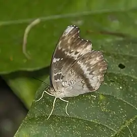 C. f. fumana female Kakum National Park, Ghana