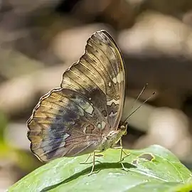 C. f. fumana male Kakum National Park, Ghana