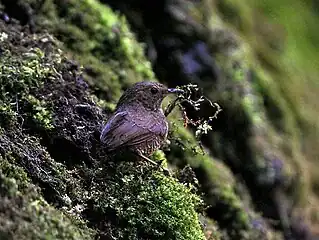 in Kullu - Manali District of Himachal Pradesh, India