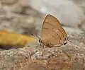 At Jayanti in Buxa Tiger Reserve in Jalpaiguri district of West Bengal, India