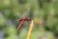 Crocothemis erythraea