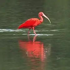 A scarlet ibis in Trinidad.