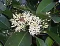 Flowers and leaves