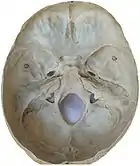 Inner surface of base of skull.