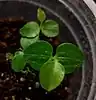 Seedlings