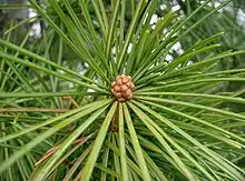 Staminate cones and needles