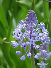 Flower of Scilla litardierei