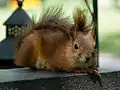 Red squirrel on a tombstone in Turku cemetery