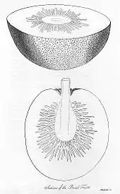 Two drawings of the inside of a breadfruit plant, showing the plant's thin outer skin, a thick white layer beneath the skin and a darker area near the core of the fruit