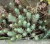 Petrosedum rupestre