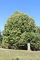 Klanica - Old lime tree in the school yard