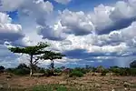 Savanna landscape