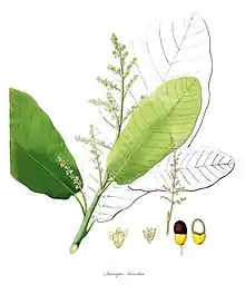 Bhallatak (Biba, Ker in Kannada) -- Semecarpus anacardium