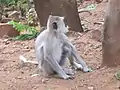 Semnopithecus priam (gray langur) at Sri Venkateswara National Park