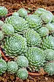 Characteristic "spider web" on rosettes