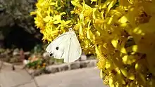 Butterfly pollination