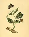 Pl.8 Papilio baeton