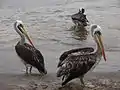 Several Peruvian pelicans at the Caleta Pan de Azúcar fishing village in Pan de Azúcar National Park, Chile