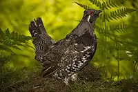 Male spruce grouse during mating season